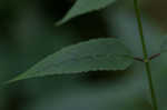 Scarlet beebalm